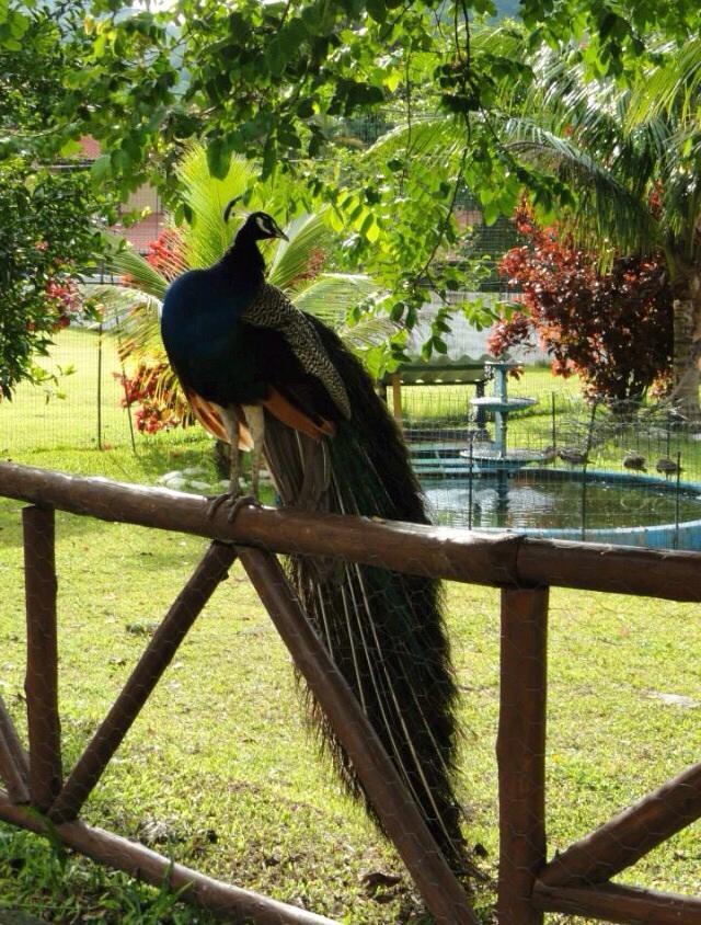 Pousada Berro D' Agua Guapimirim Dış mekan fotoğraf